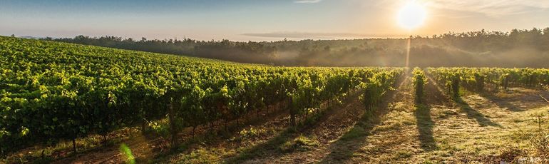 Kam letos vyrazit ještě za burčákem? A jaká jsou poslední podzimní vinobraní?