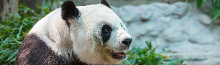 Evropské zoo lákají na kosatky, gorily a pandy. Jaké jsou 4 nejlepší ZOO Evropy?