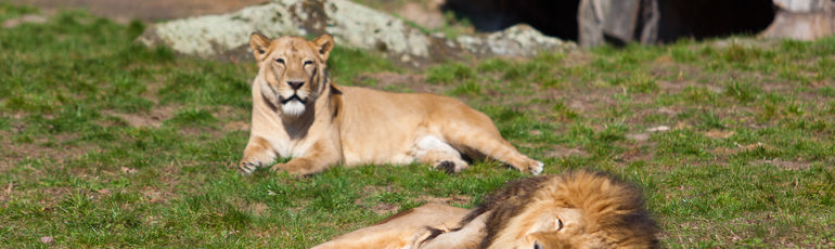 Víte, jaké jsou nejkrásnější zoologické zahrady světa?